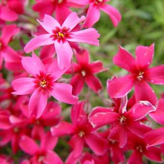 Phlox subulata 'Scarlet Flame'