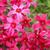 Phlox subulata 'Scarlet Flame'