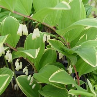 Polygonatum falcatum 'Variegatum'