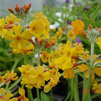 Primula bulleyana