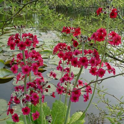 Sleutelbloem - Primula pulverulenta 