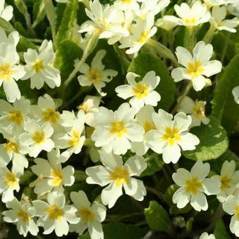 Primula vulgaris