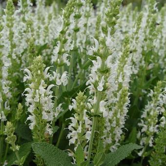 Salvia nemorosa 'Schneehügel'