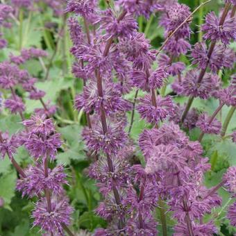 Salvia verticillata 'Purple Rain'