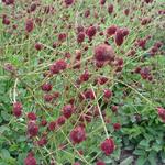 Pimpernel - Sanguisorba officinalis 'Tanna'