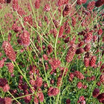 Sanguisorba officinalis 'Red Thunder'