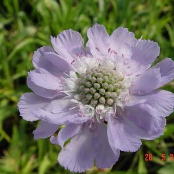 Scabiosa caucasica 'Perfecta'