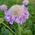 Scabiosa columbaria 'Butterfly Blue'