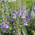 Scutellaria incana - Glidkruid - Scutellaria incana