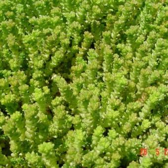 Sedum acre