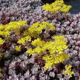 Sedum spathulifolium 'Purpureum'