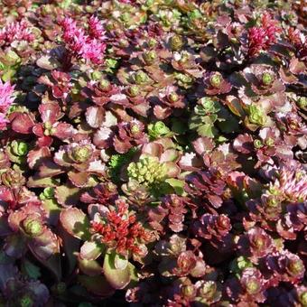 Sedum spurium 'Fuldaglut'