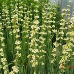 Sisyrinchium striatum - Bieslelie / blauwogengras - Sisyrinchium striatum