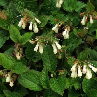 Symphytum grandiflorum