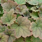 Tellima grandiflora 'Rubra' - Mijterloof - Tellima grandiflora 'Rubra'