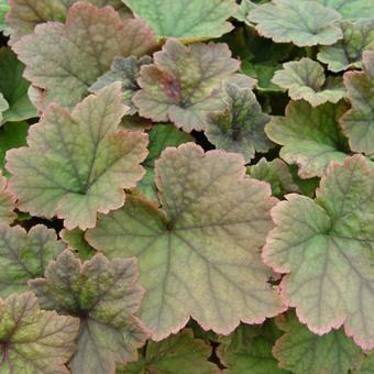 Tellima grandiflora 'Rubra'