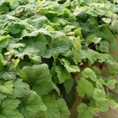 Schuimbloem/Perzische muts - Tiarella cordifolia 'Moorgrün'