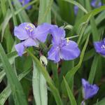 Tradescantia andersoniana 'Leonora' - Eéndagsbloem