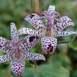 Tricyrtis hirta - Paddenlelie / armeluisorchidee