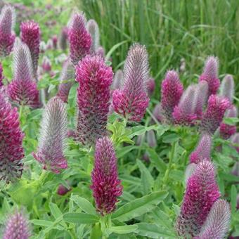 Trifolium rubens