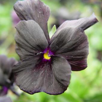 Viola cornuta 'Molly Sanderson'