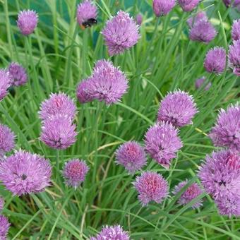 Allium schoenoprasum