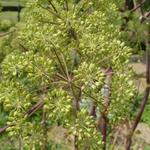 Angelica archangelica - Engelwortel