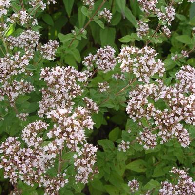 Origanum vulgare - Wilde marjolein, palingkruid, oregano