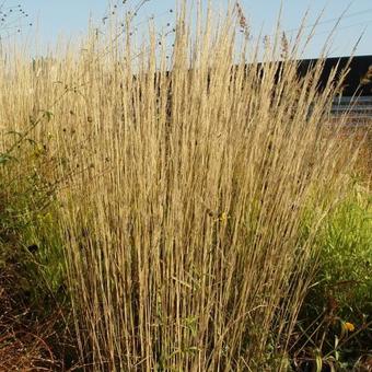 Calamagrostis x acutiflora 'Karl Foerster'