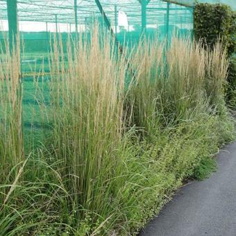 Calamagrostis x acutiflora 'Overdam'