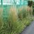 Calamagrostis x acutiflora 'Overdam'