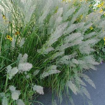 Calamagrostis brachytricha