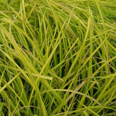 Zegge - Carex elata 'Aurea'