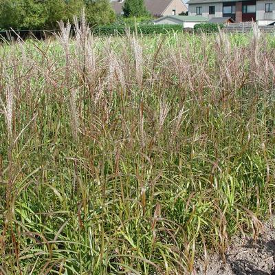 Prachtriet - Miscanthus sinensis 'Afrika'