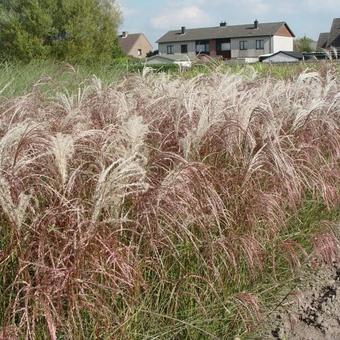 Miscanthus sinensis 'Flamingo'