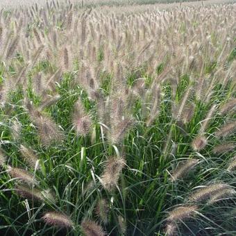 Pennisetum alopecuroides 'Cassian'