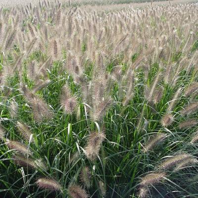 Lampepoetsersgras - Pennisetum alopecuroides 'Cassian'