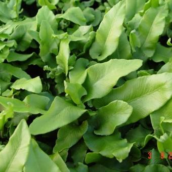 Asplenium scolopendrium