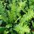 Blechnum spicant