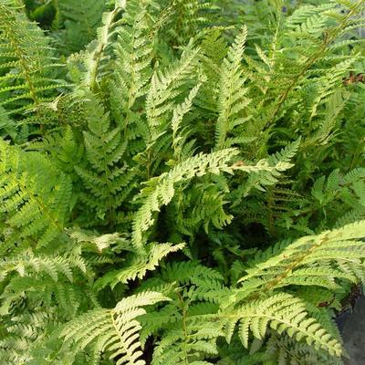 Zachte naaldvaren, schildvaren - Polystichum setiferum 'Dahlem'