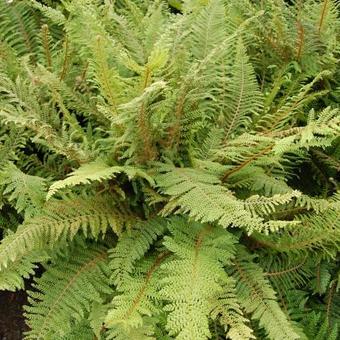 Polystichum setiferum 'Plumoso-densum'