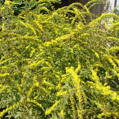 Guldenroede - Solidago rugosa 'Fireworks'