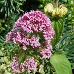 Centranthus ruber 'Rosenrot' - Rode valeriaan