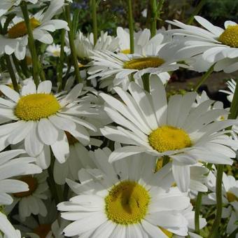 Leucanthemum vulgare