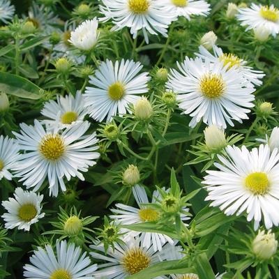 Herfstaster - Aster novae-angliae 'Herbstschnee'