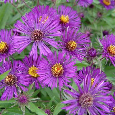 Herfstaster - Aster novi-belgii 'Violetta'