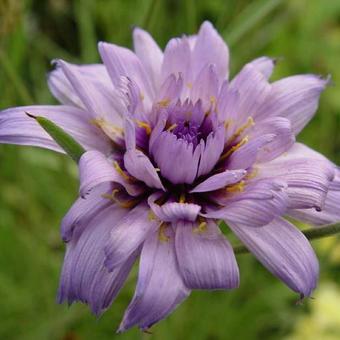 Catananche caerulea