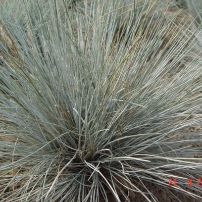 Blauw zwenkgras , blauw schapengras - Festuca glauca 'Uchte'