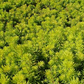 Sedum reflexum 'Angelina'