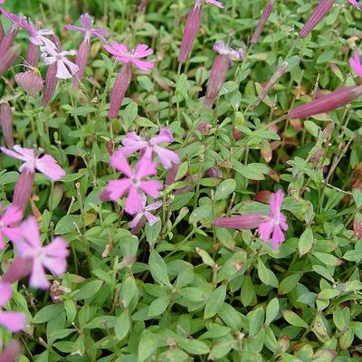 Lijmkruid/Hemelroosje - Silene schafta 'Splendens'